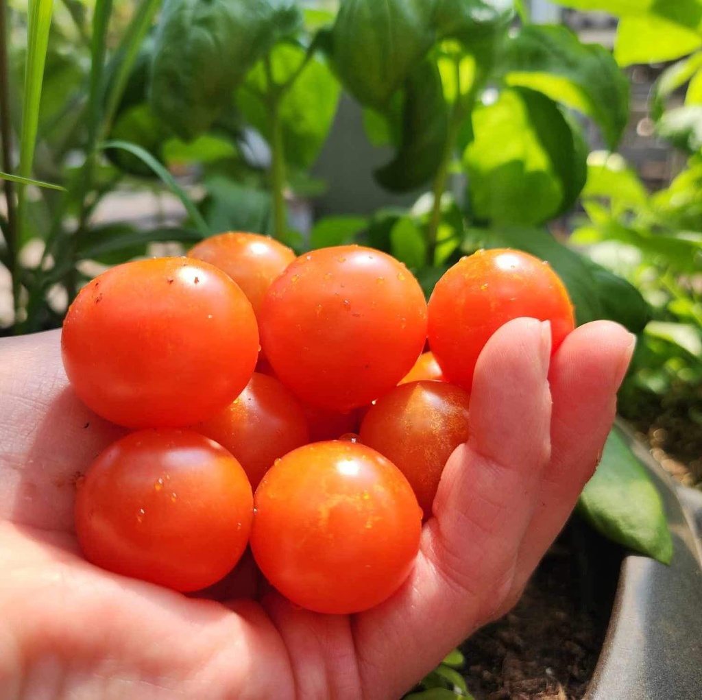 Window Box Red Dwarf Tomato (Solanum lycopersicum) | Terre promise